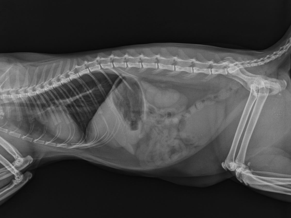 Una radiografía que muestra los órganos torácicos del gato.