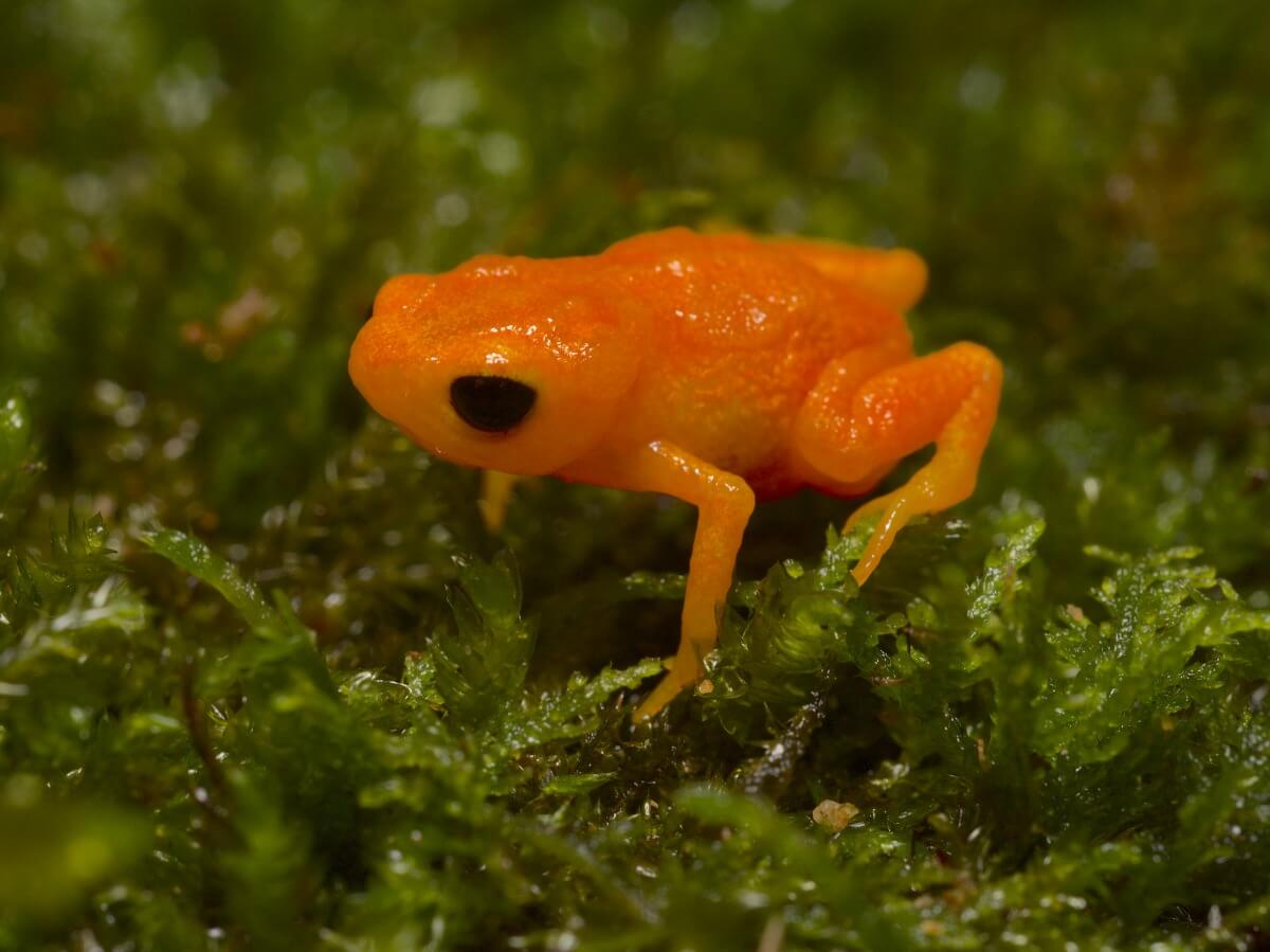 A button frog on the moss.