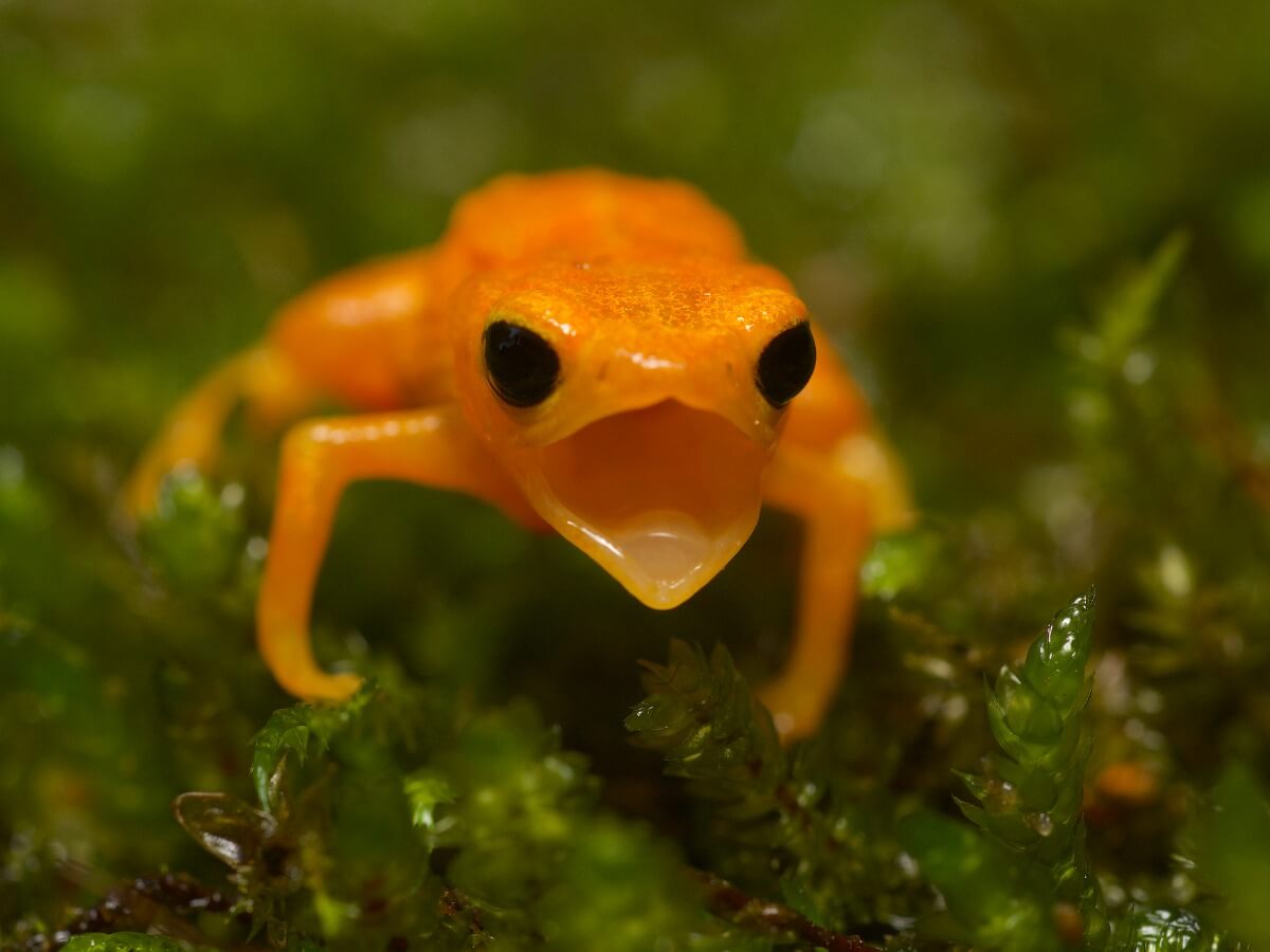 A pumpkin toadlet opens its mouth.