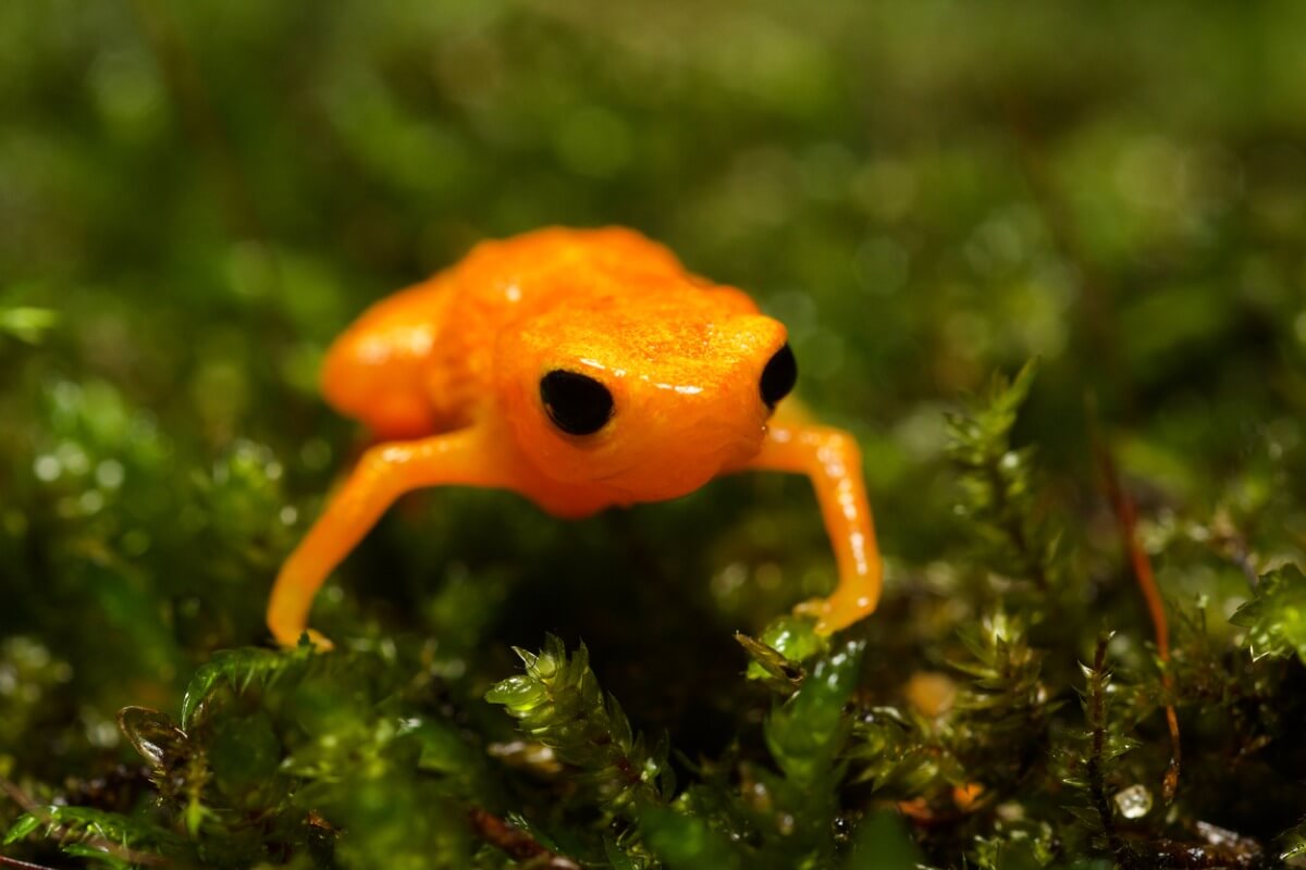 Toadlet Pumpkin toadlet: habitat and characteristics