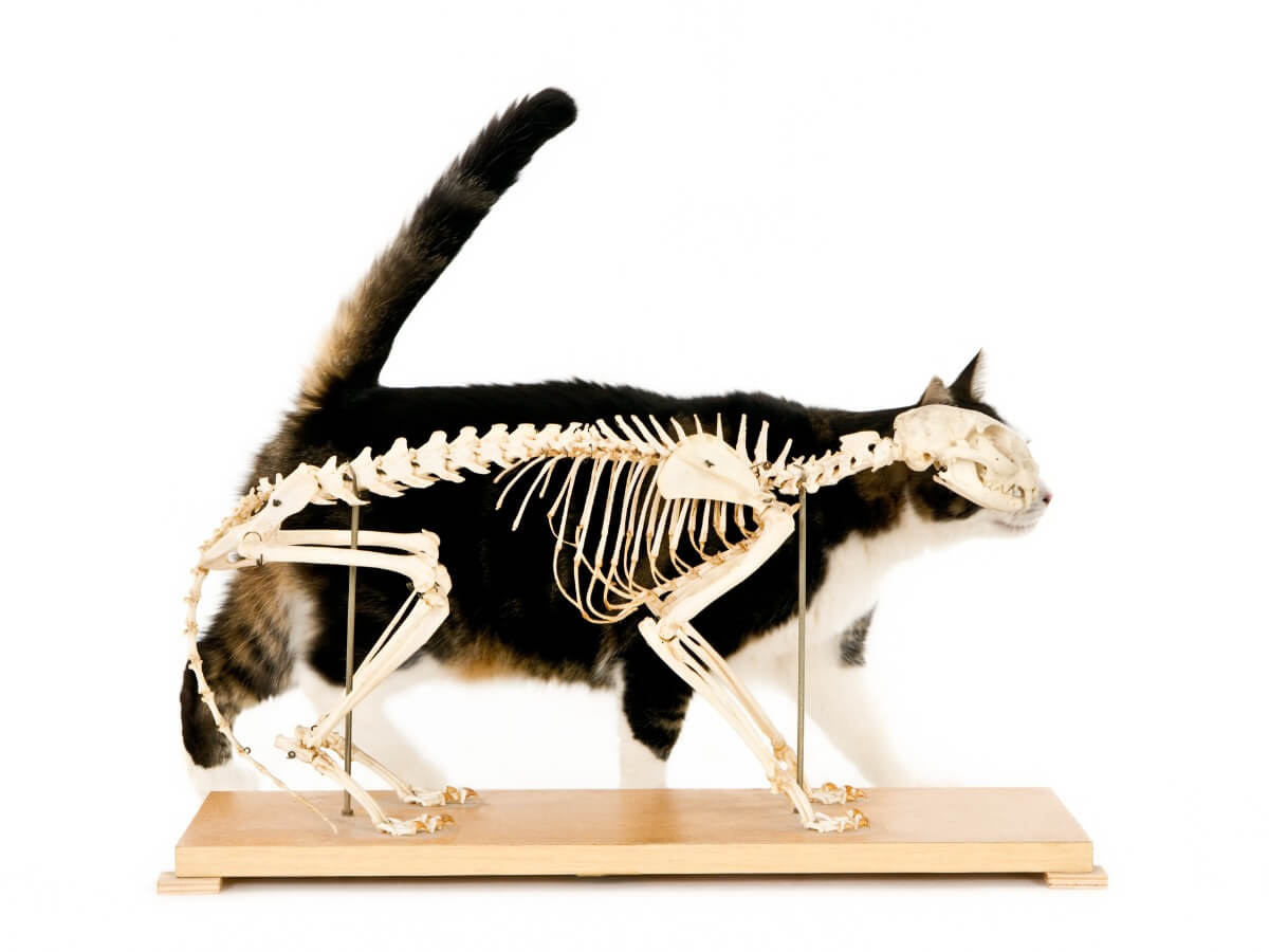 En katt med skelett.