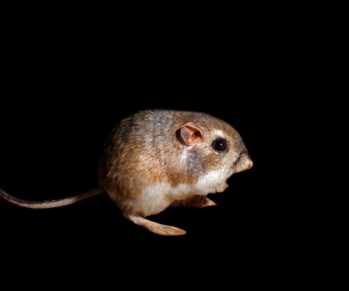 Una rata canguro del género Dipodomys.