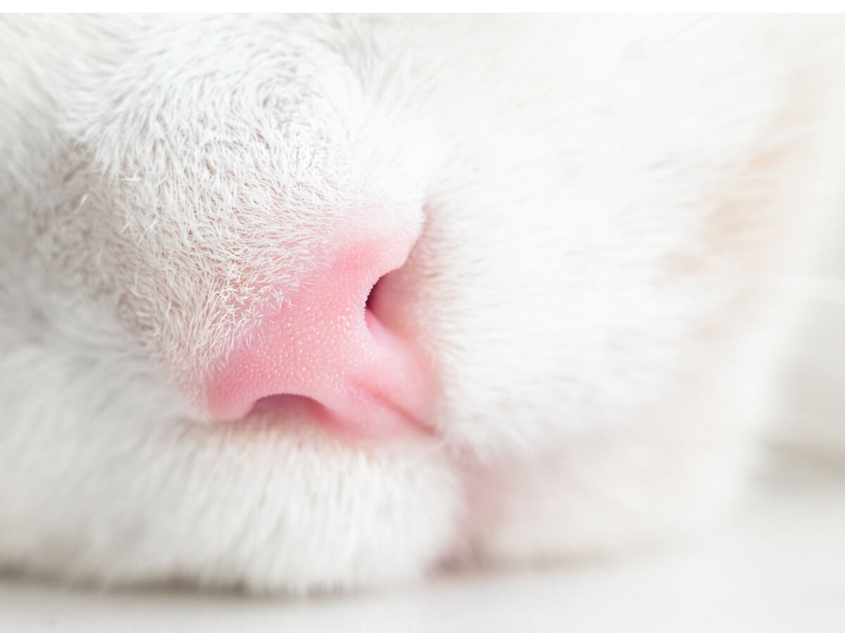 La respiración ruidosa en gatos tiene varias causas.