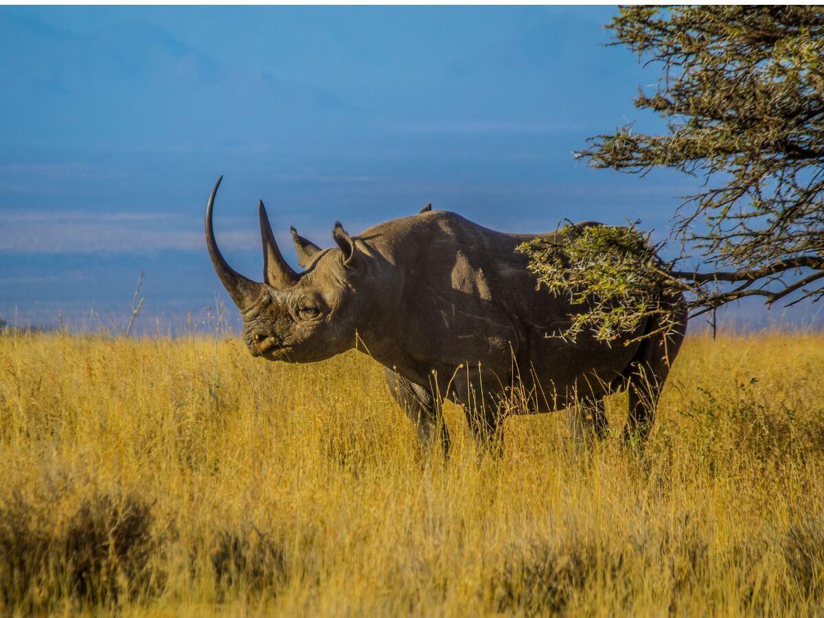 Un rhinocéros noir dans la savane.