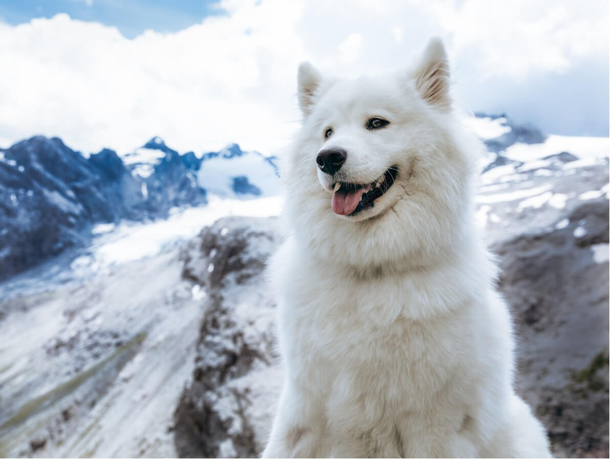 Este no es uno de los tipos de Husky.