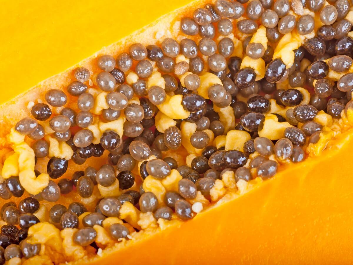 ¿Sabes si es buena la papaya para perros?