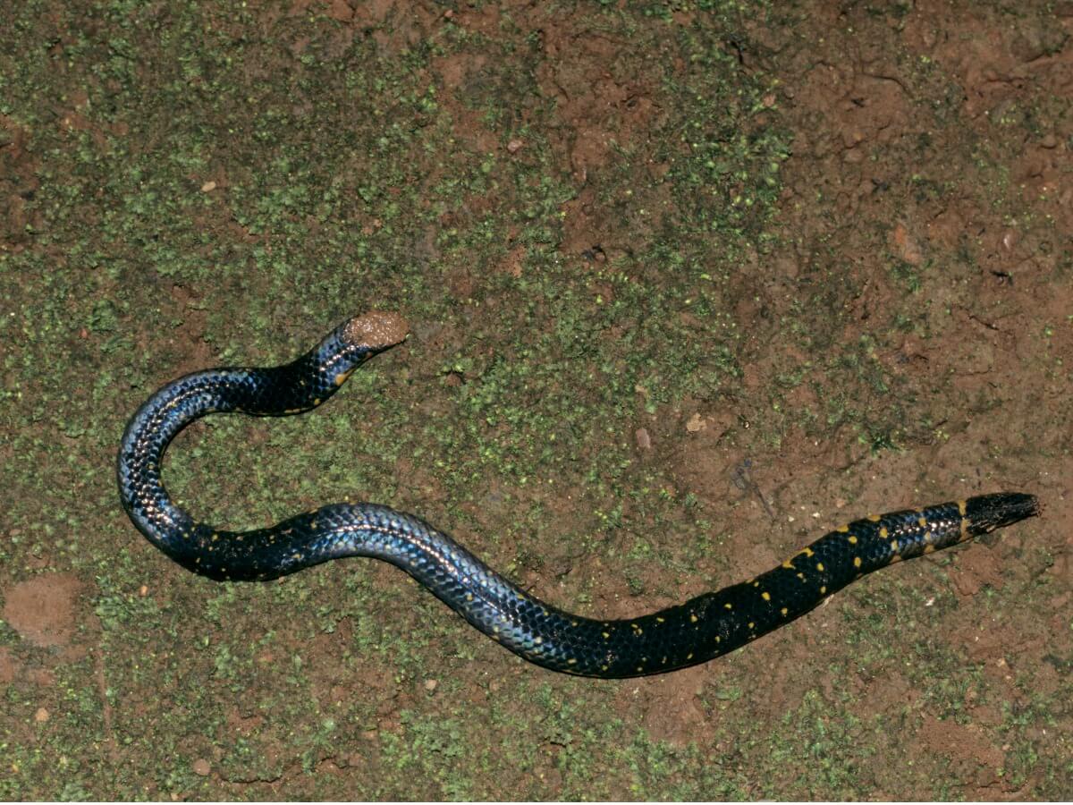 Uma cobra terrestre.