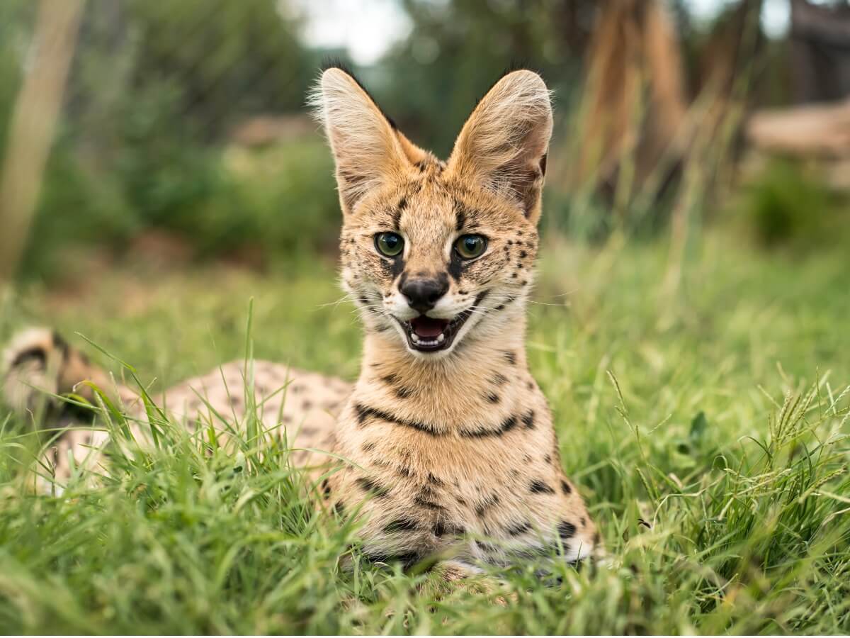 Si può avere un serval come animale domestico?