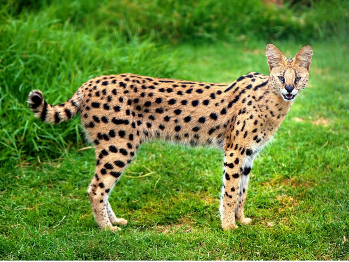 Il serval è uno dei diversi tipi di felini.