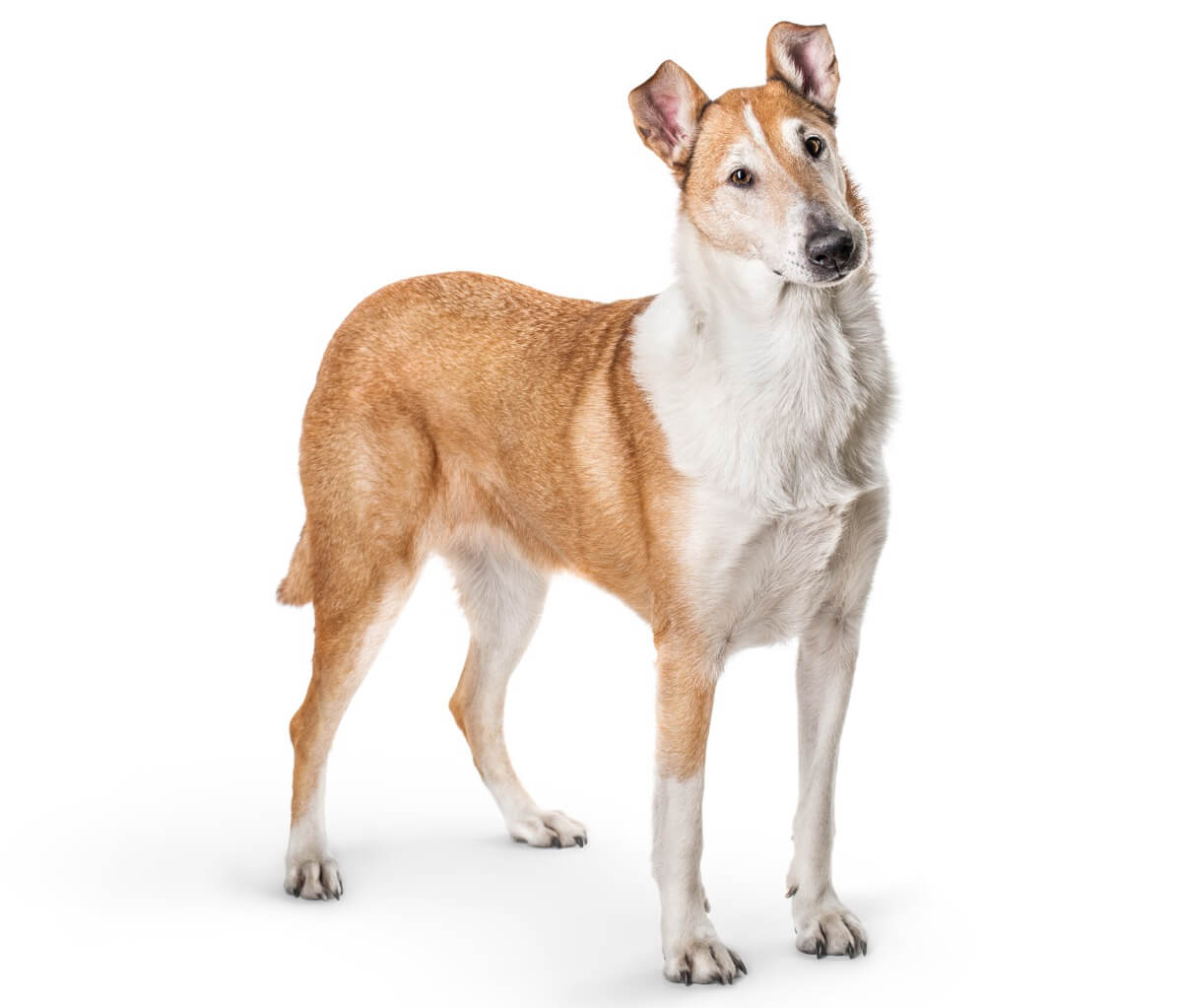 A smooth collie on a white background.