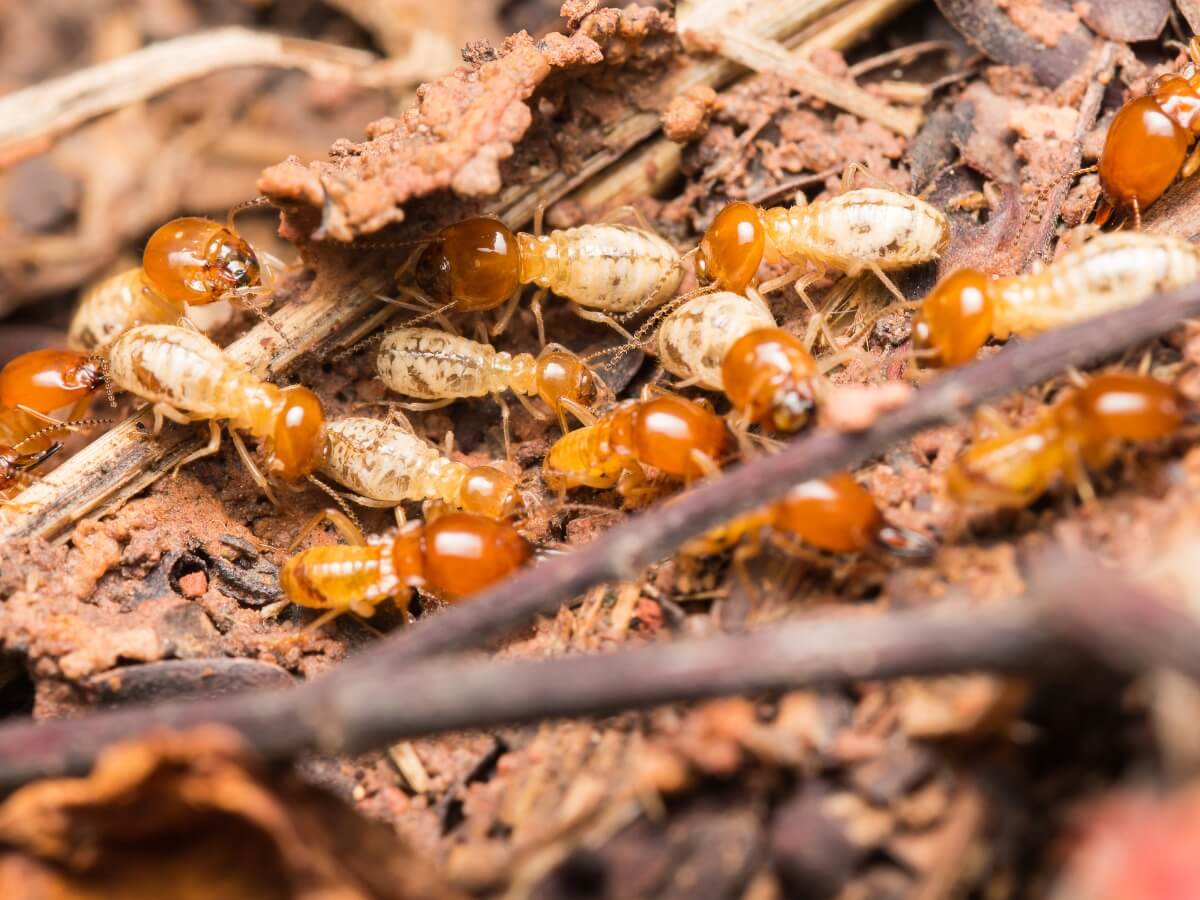 Unos de los insectos que comen madera.