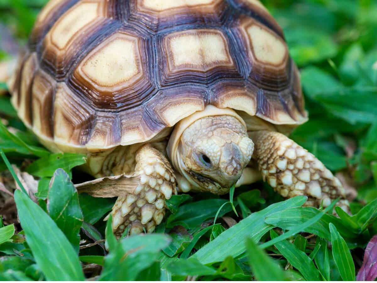 Uno de los reptiles en peligro de extinción.