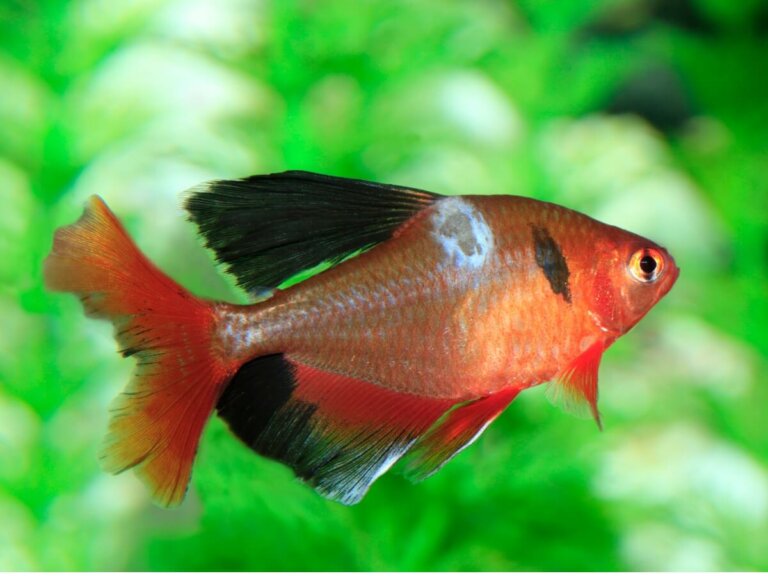 Hongos en peces: tipos, síntomas y tratamientos