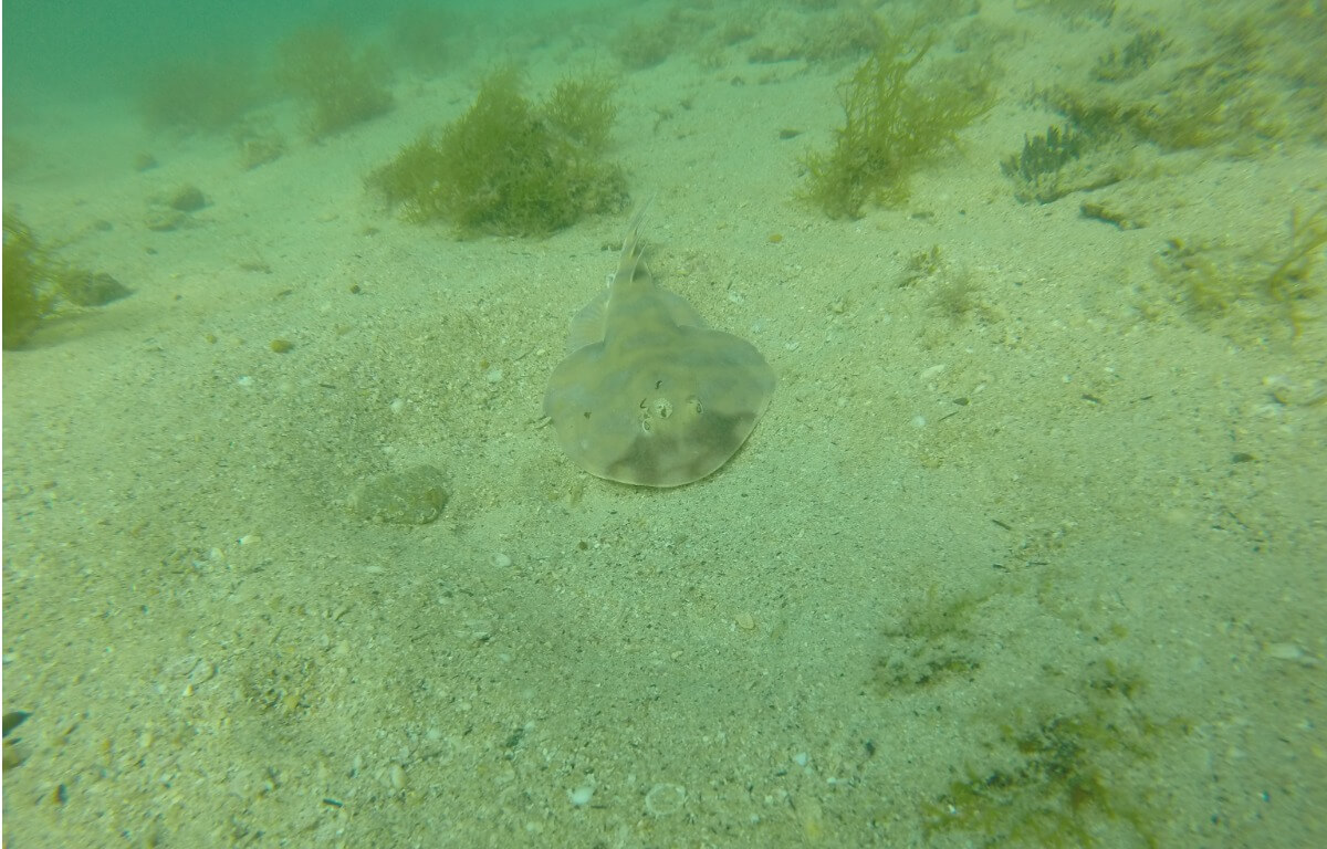 A shark at the bottom of the sea.