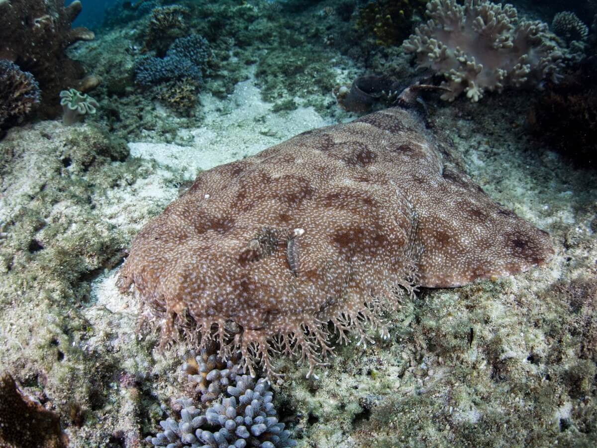 An angel shark.