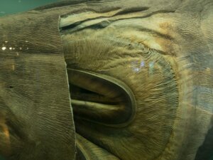 Tiburón boquiancho: hábitat y características
