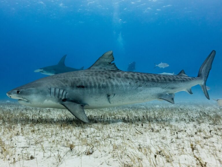 Comportamiento de los tiburones