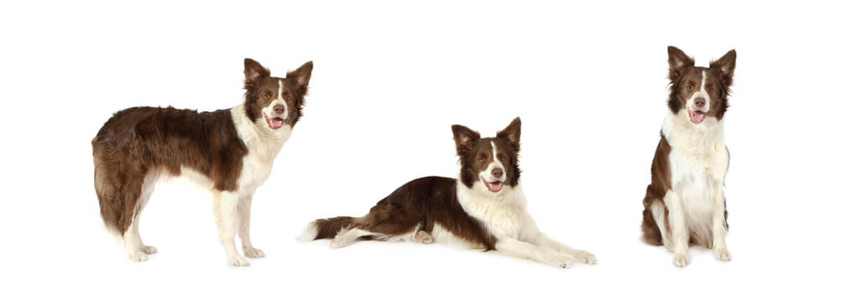 Uno de los tipos de collie.