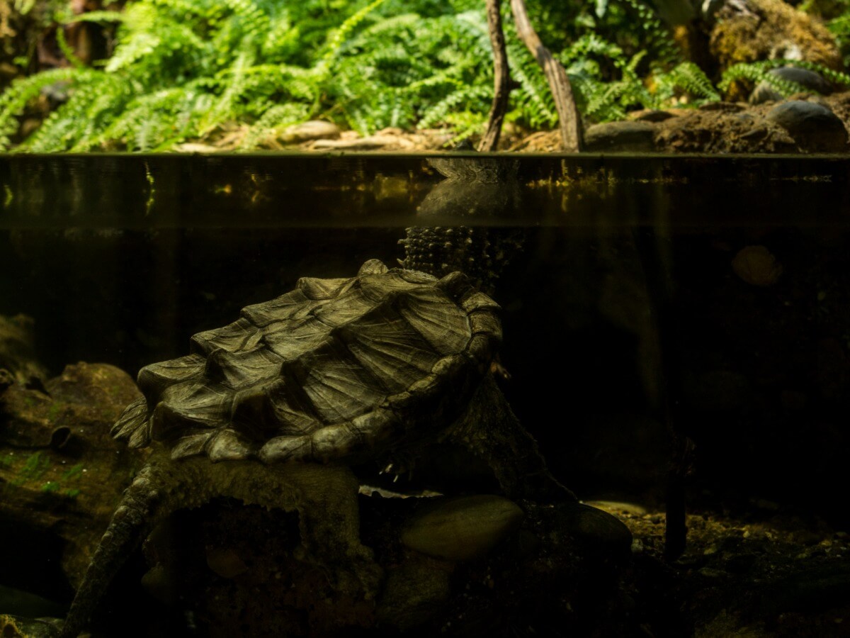 An alligator turtle in an aquarium.