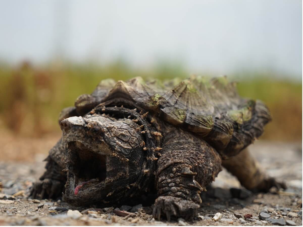 Una tortuga aligator con la boca abierta.
