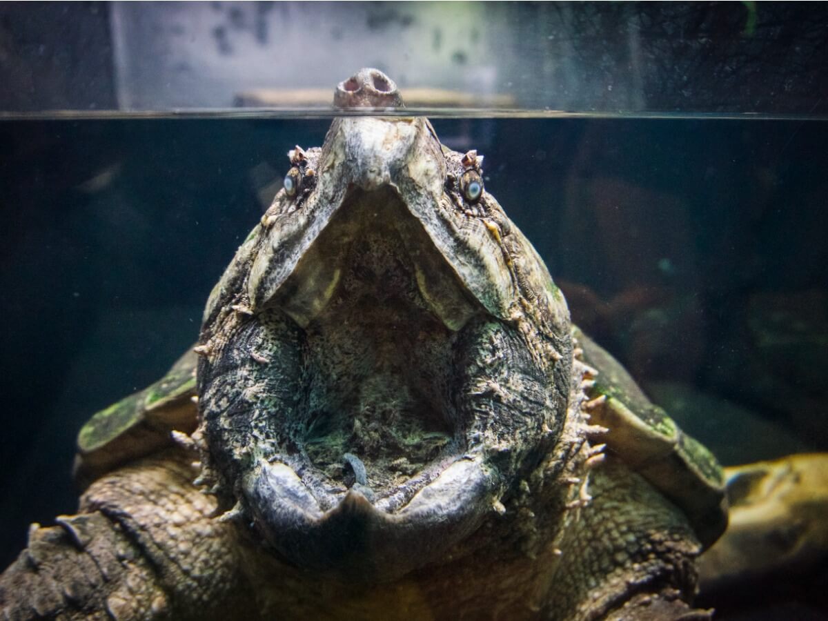 Que mangent les tortues d'eau douce ?