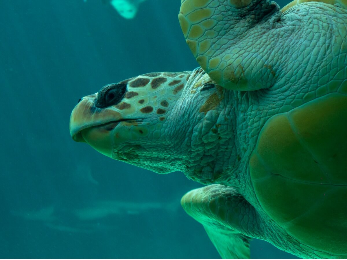 Eines der vom Aussterben bedrohten Reptilien.