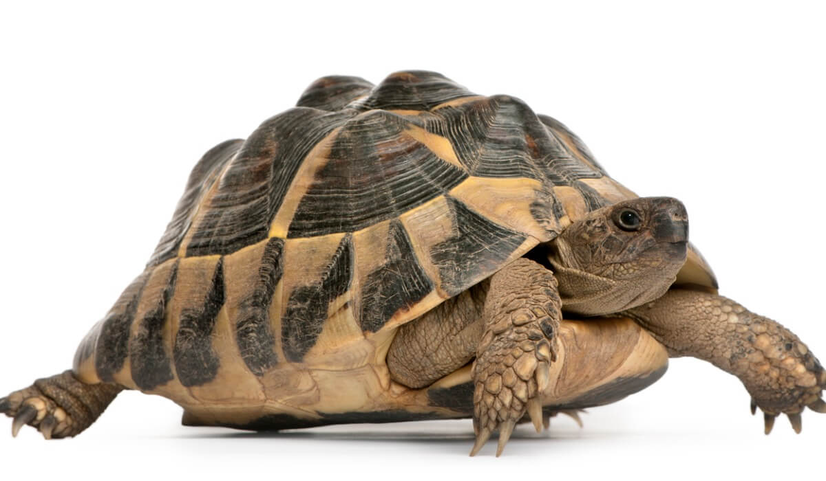 Une tortue sur fond blanc.