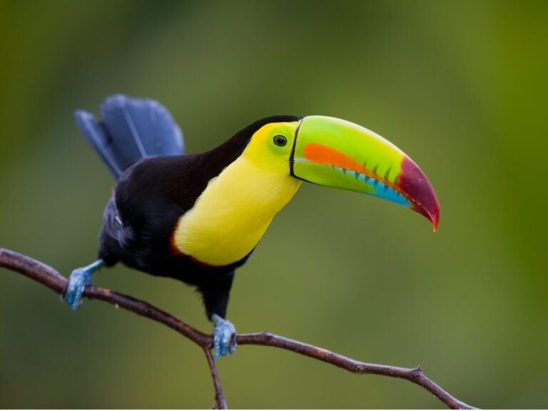 11 especies de tucanes