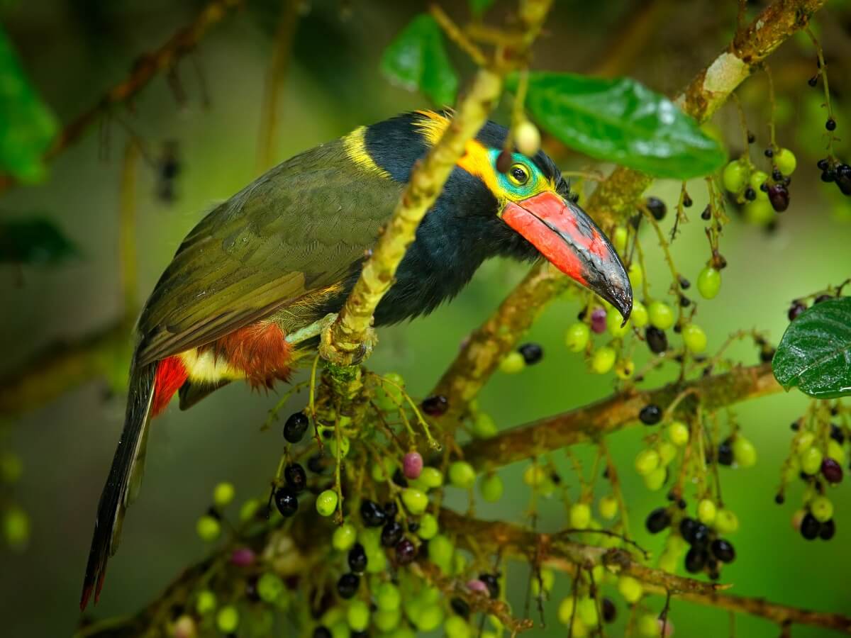Un tucán con un pico de colores.