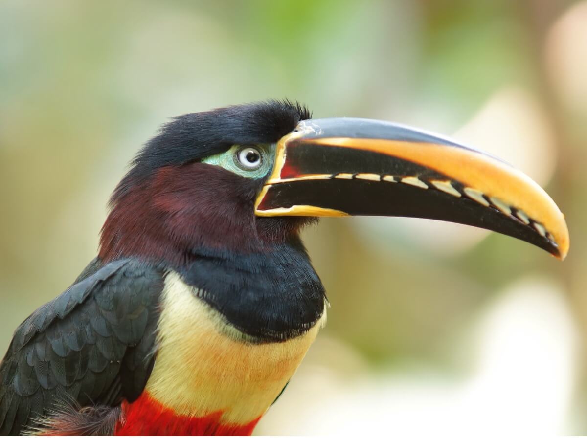 11 Toucan Species 11 Toucan Species