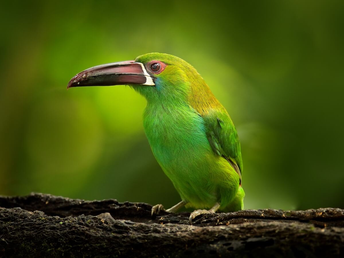 Un tucanete verde sobre una rama.