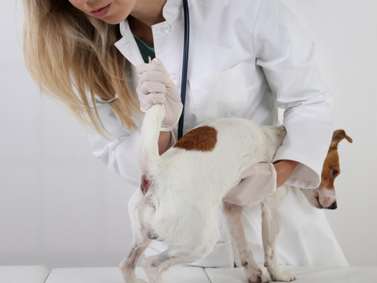 Tumor perianal en perros: síntomas y tratamiento