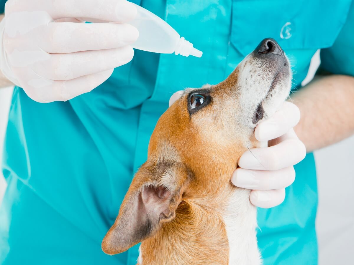 Uveitis in dogs is treated with eye drops.