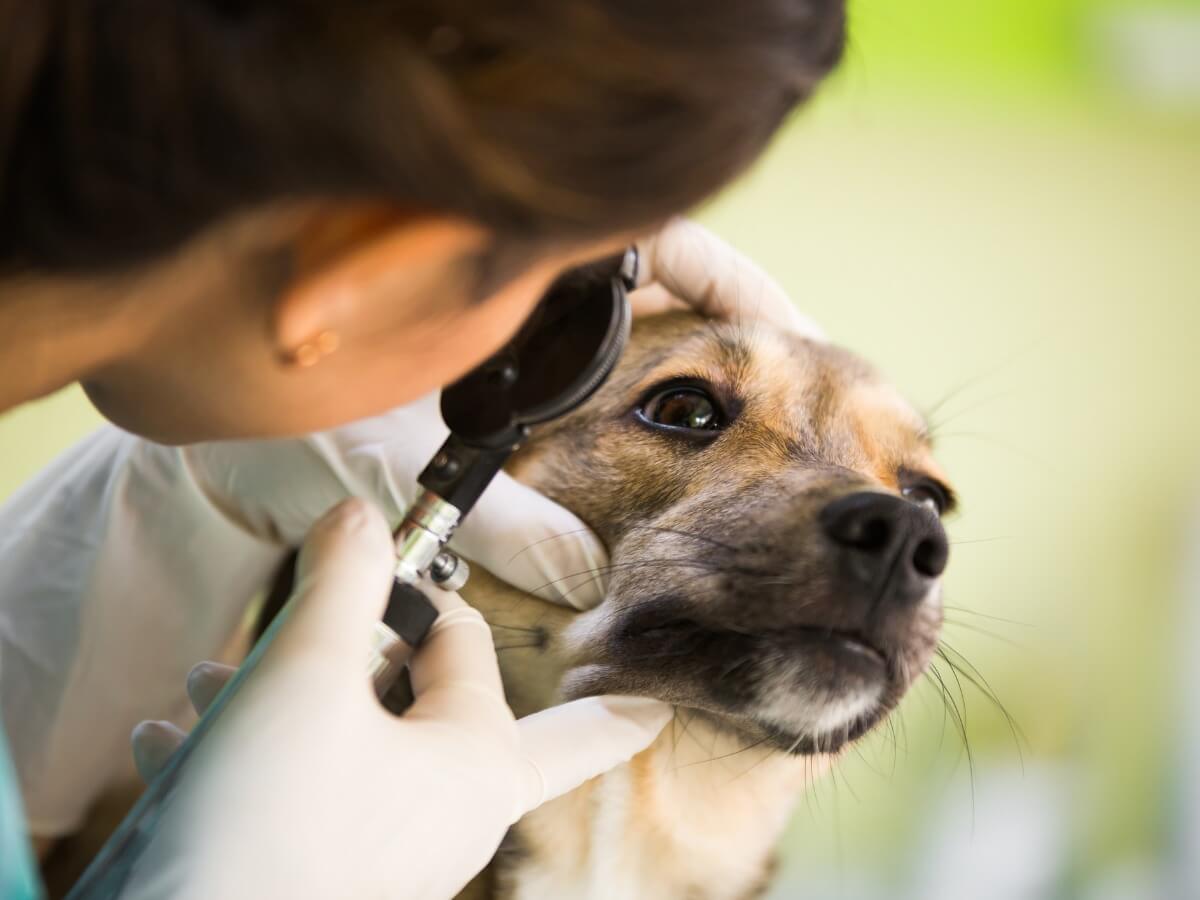 En veterinär undersöker en hunds öga.