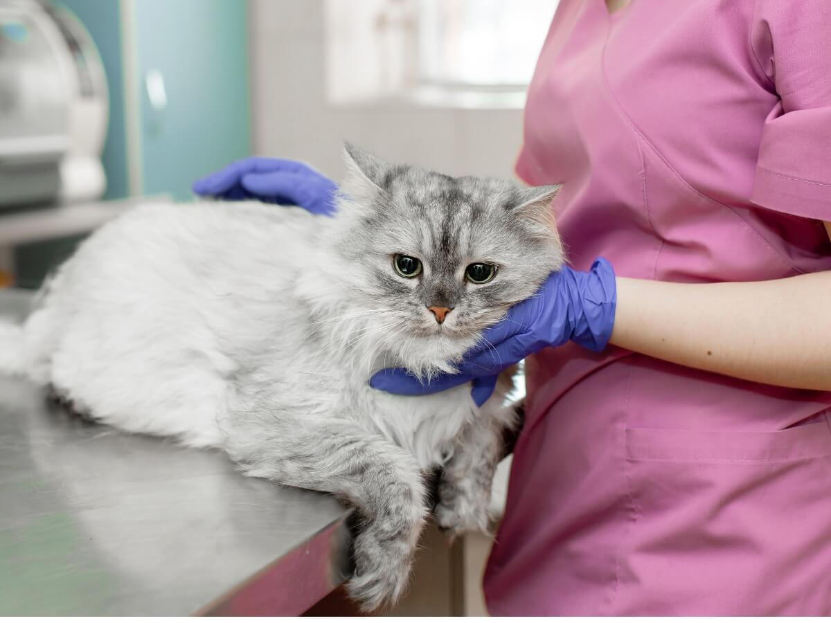 Um veterinário trata um gato com coccidiose.