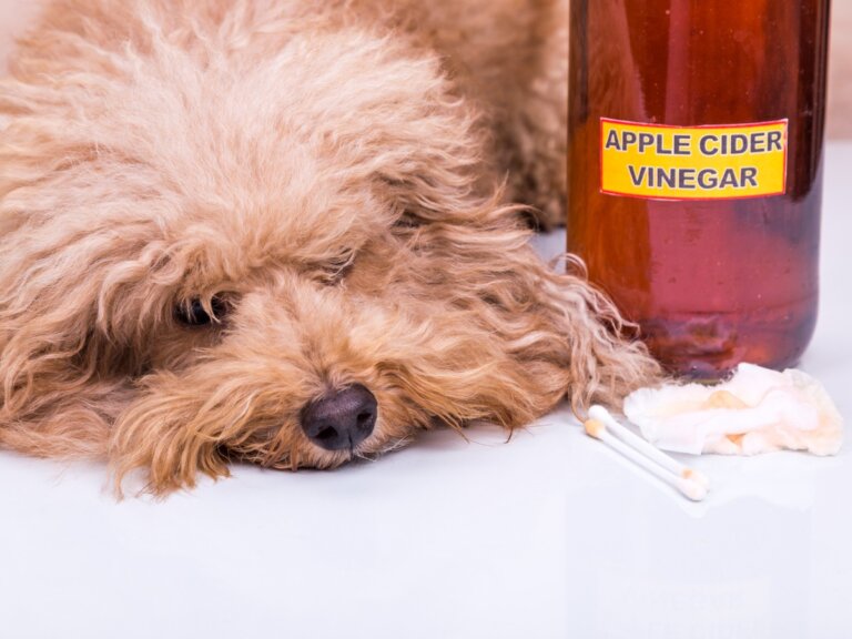 Vinagre de manzana para perros: usos y beneficios