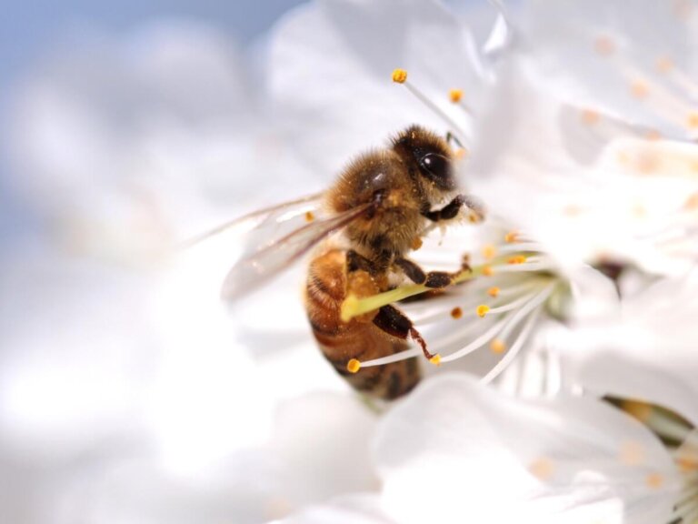 Ciclo de vida de las abejas