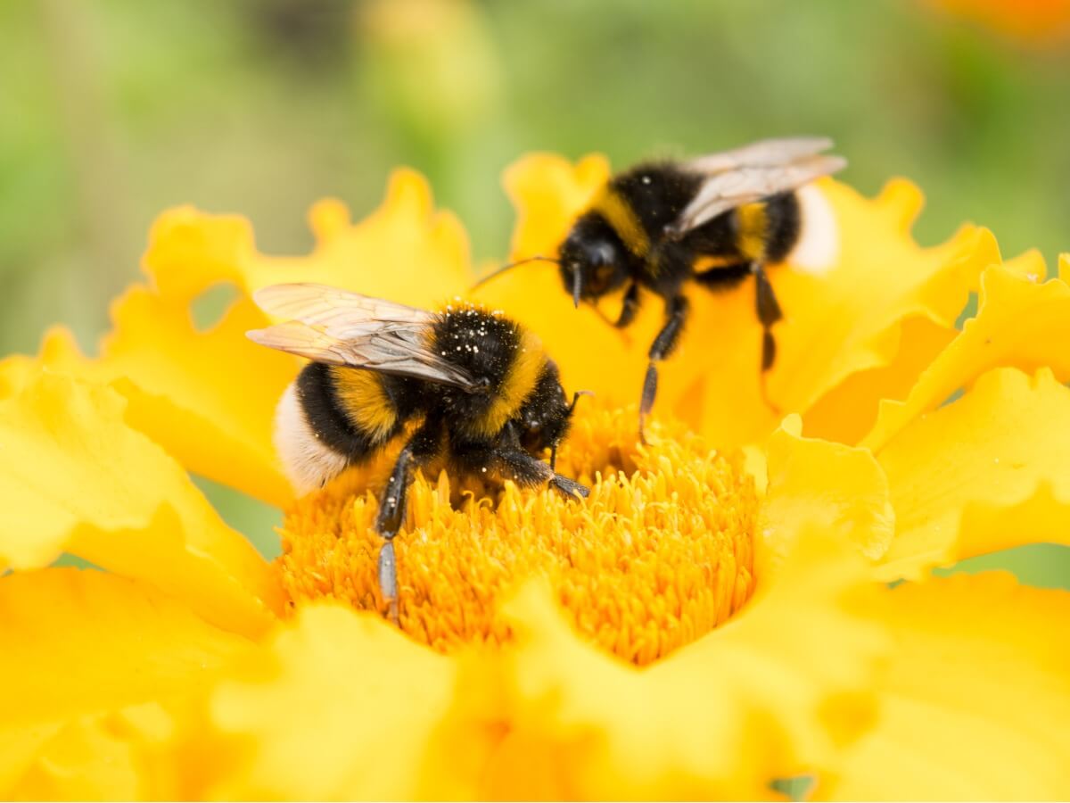 Bumblebees are pollinating animals.