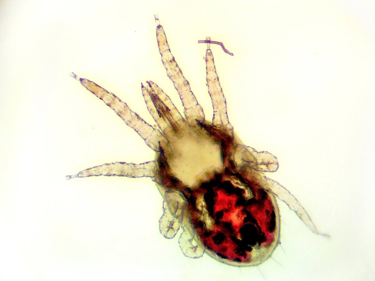 Un spécimen d'acarien rouge au microscope.