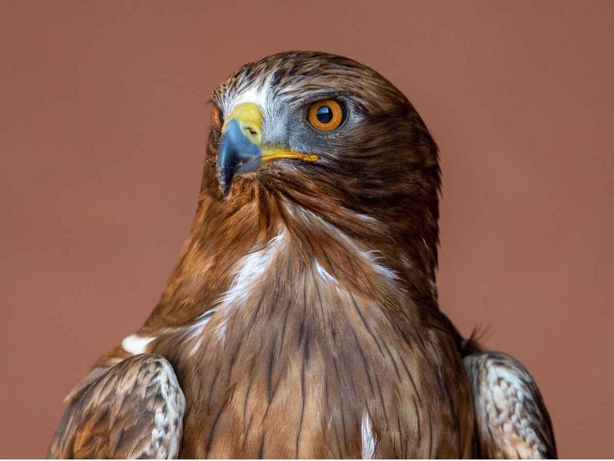 Águila calzada: hábitat y características