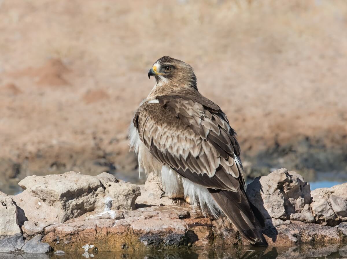 Un'aquila con lo stivale a terra.