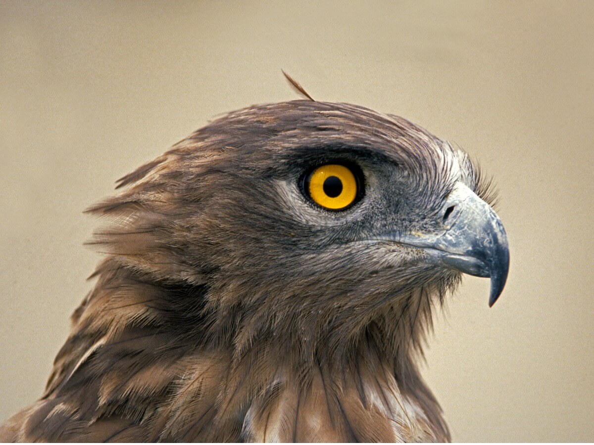 La cabeza y los ojos de una águila culebrera.