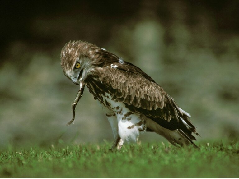 Águila culebrera: hábitat y características