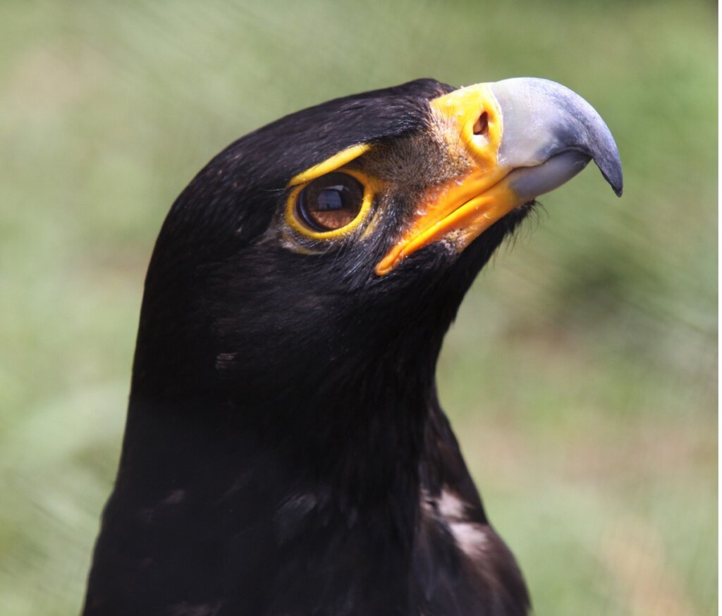 Un águila negra.