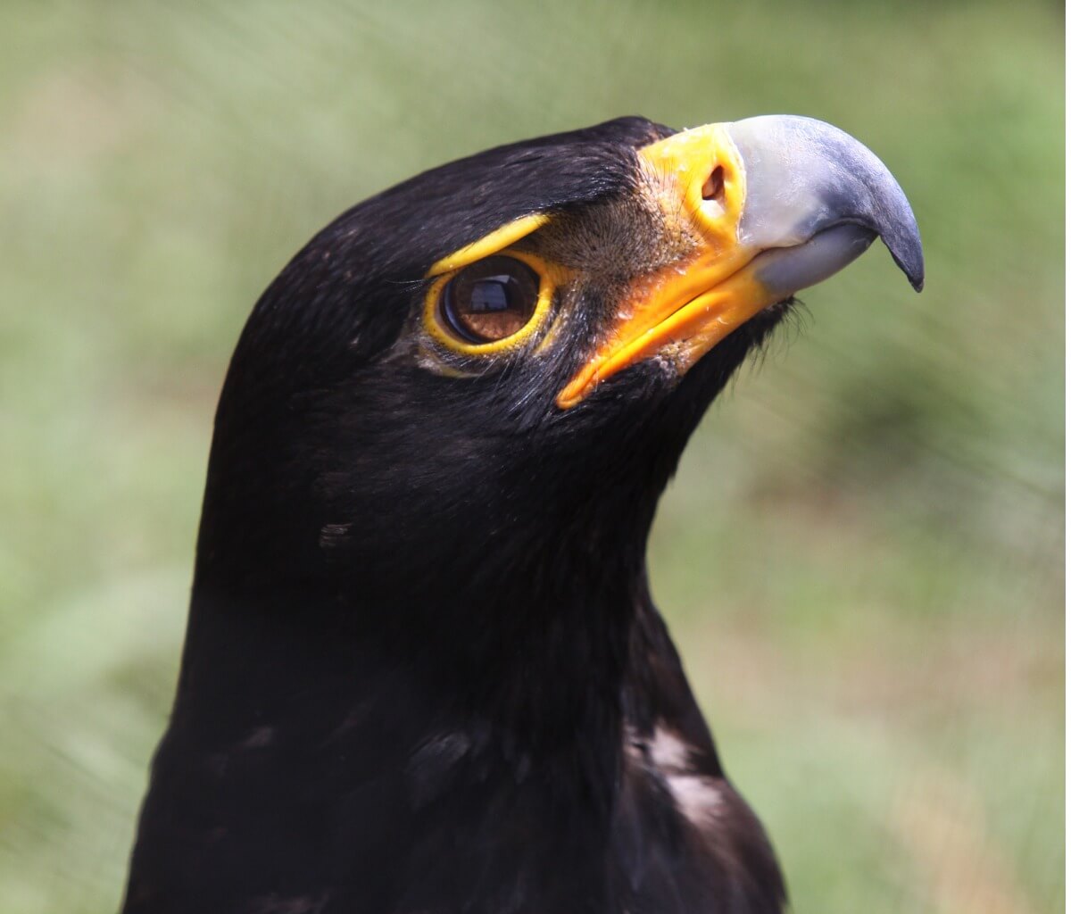 Águila negra: hábitat y características - Mis Animales