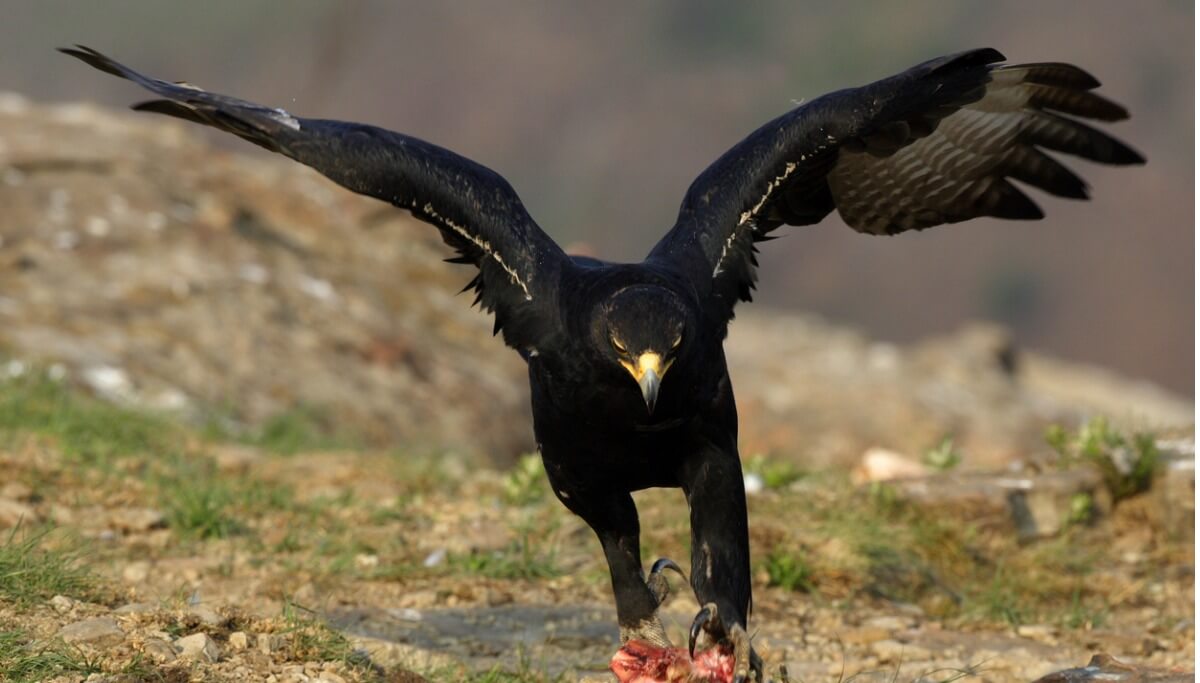 Una águila negra cazando.
