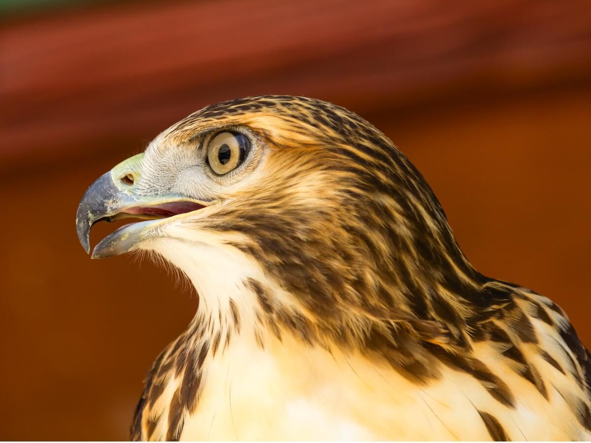 The face of a Bonelli's eagle.