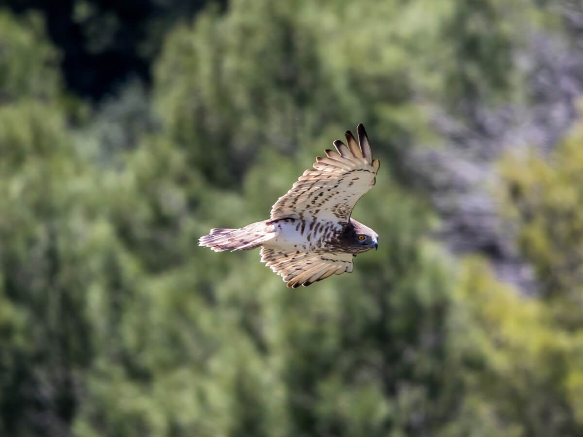 Un aigle de Bonelli en vol.