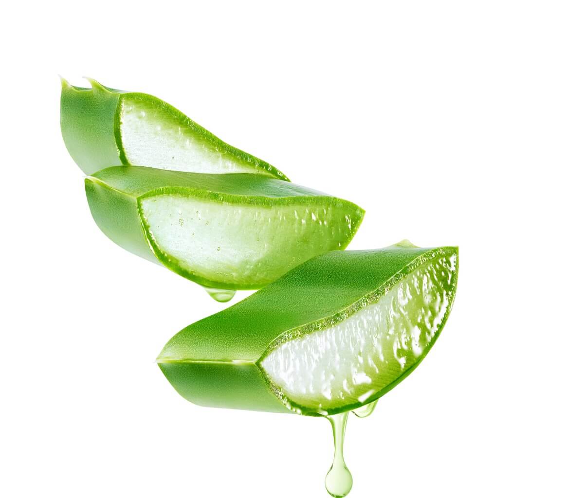 Aloe vera für Katzen - aufgeschnittenes Blatt