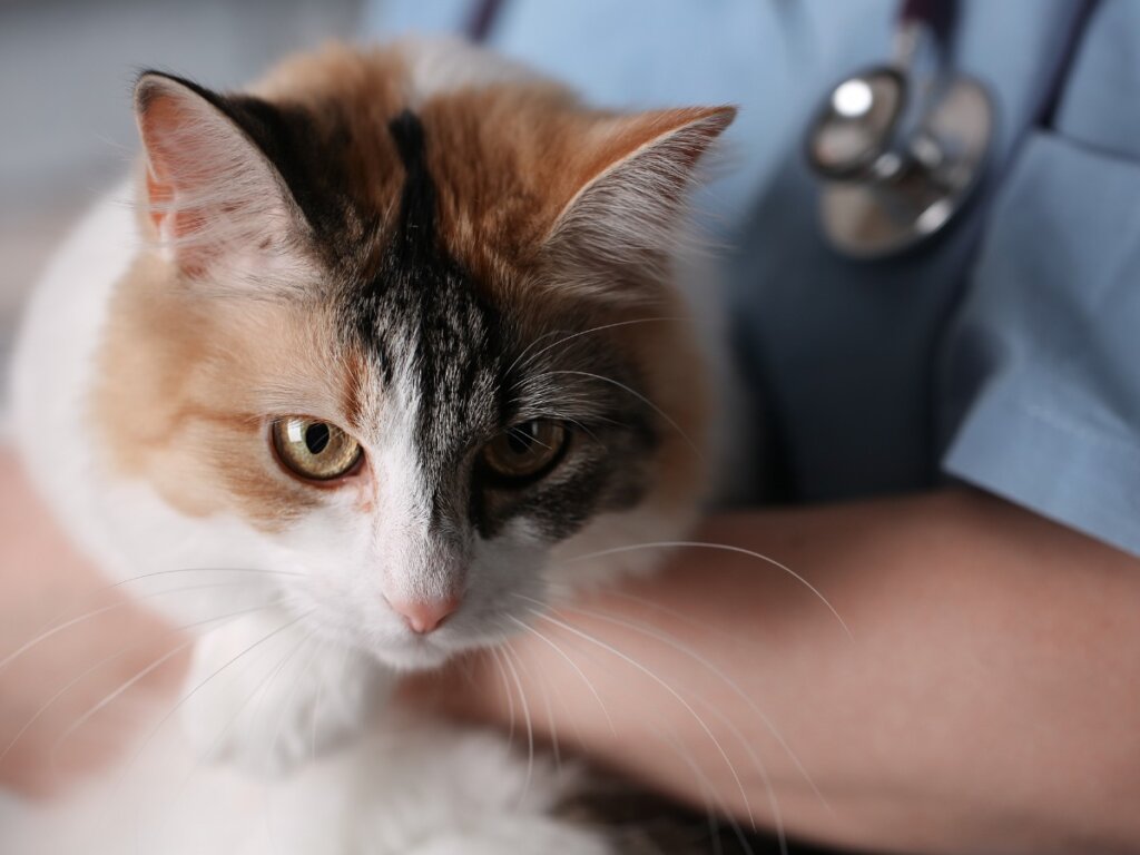 Botiquín y primeros auxilios para un gato: todo lo que debes saber